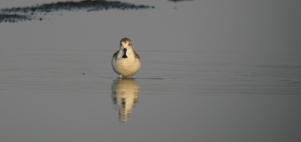 Spoon-billed Sandpiper front view
