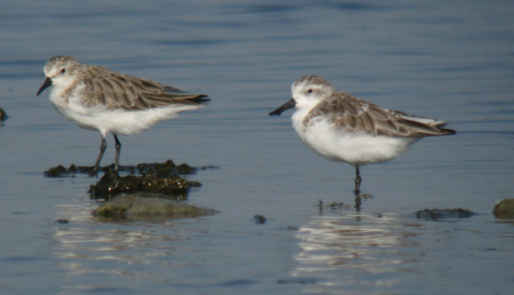 Spoonbill_Stint