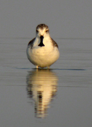 Spoonbill_headon