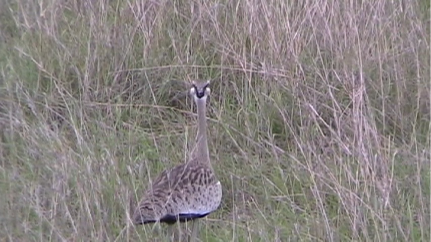 Still 5