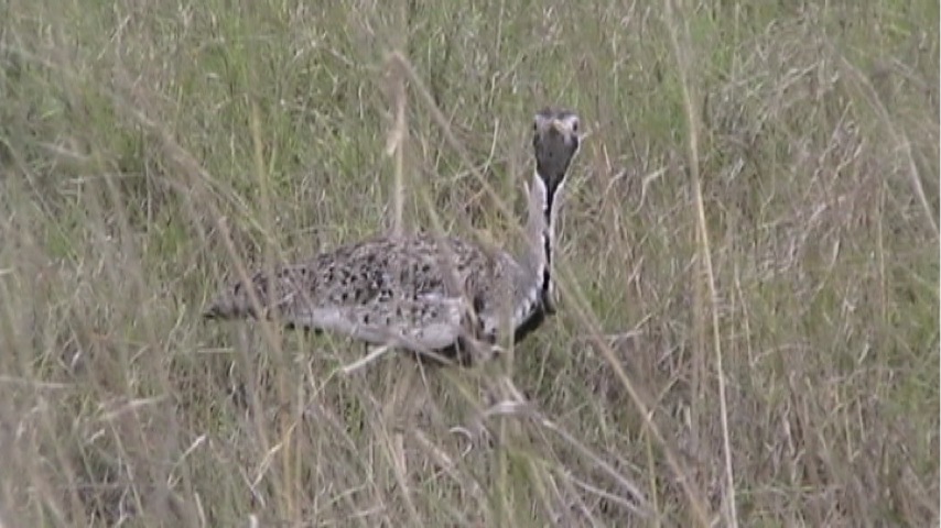 Still 6