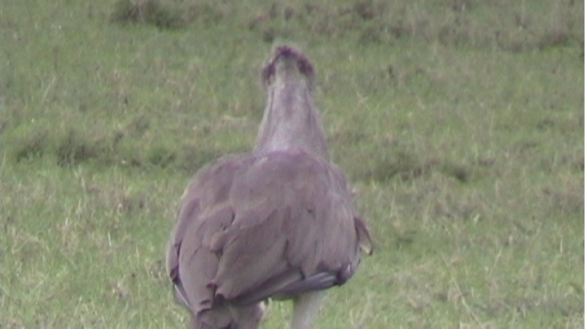 Still 8