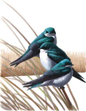 Tree Swallows roosting print