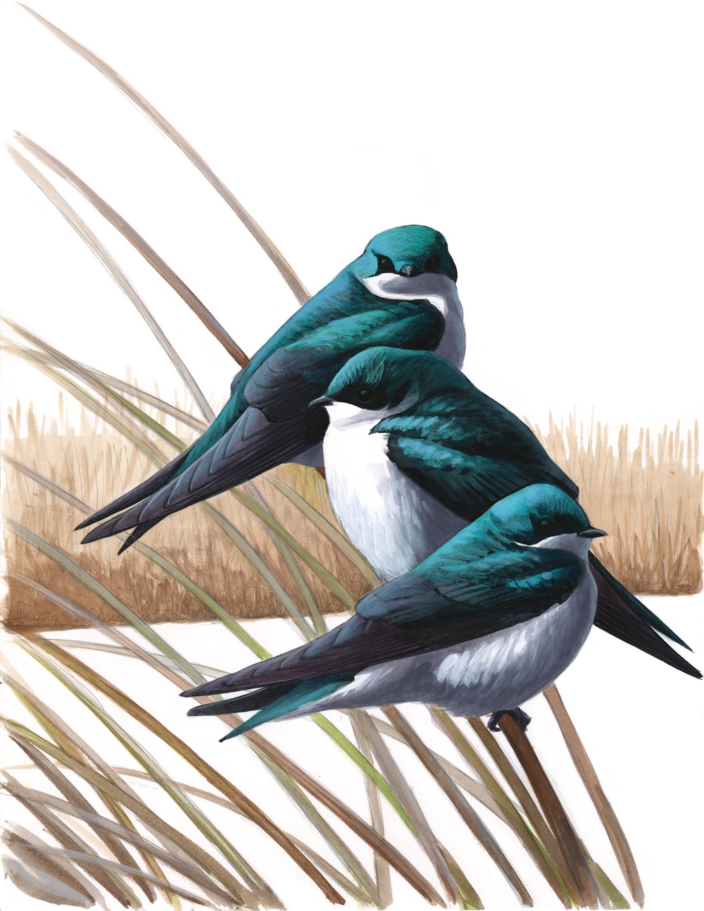 Tree Swallows roosting print