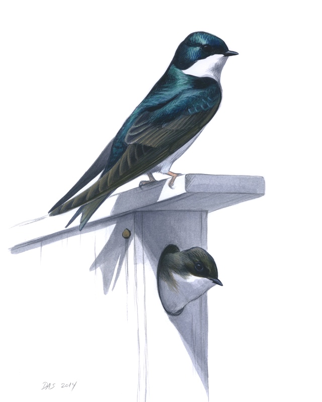 Male and female Tree Swallow