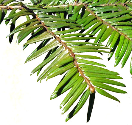 Taxus_MtAuburnMA_20100317a_paint
