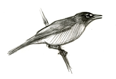 Tiurdus_migratorius_whispersong