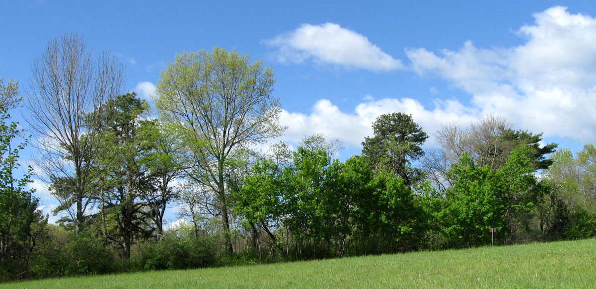 Trees_ConcordMA_IMG_6626_web