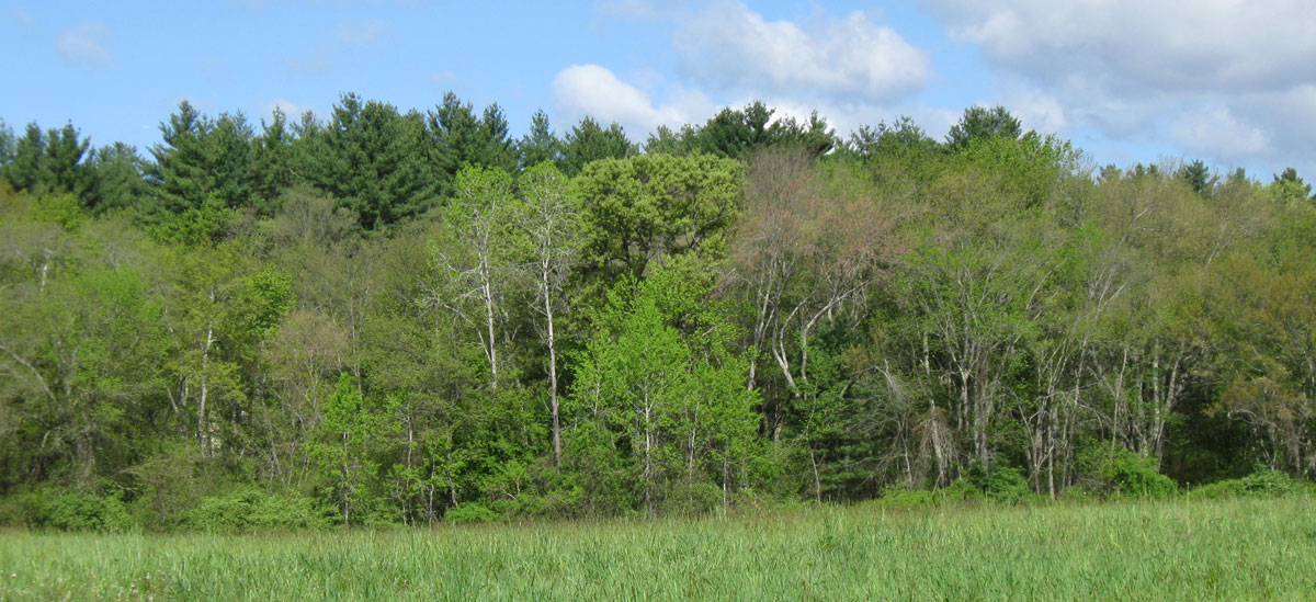 Trees_ConcordMA_IMG_6627_web
