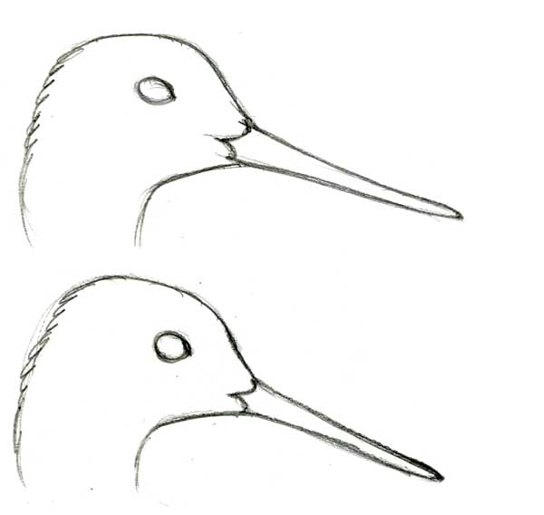 Tringa_billshape_relsize_mostsimilar_web