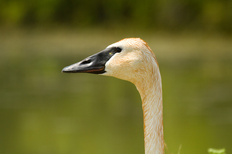 Trumpeter-Swan_5710_web