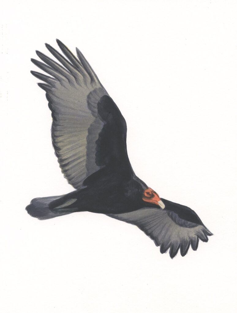 Turkey Vulture original art Sibley Guides