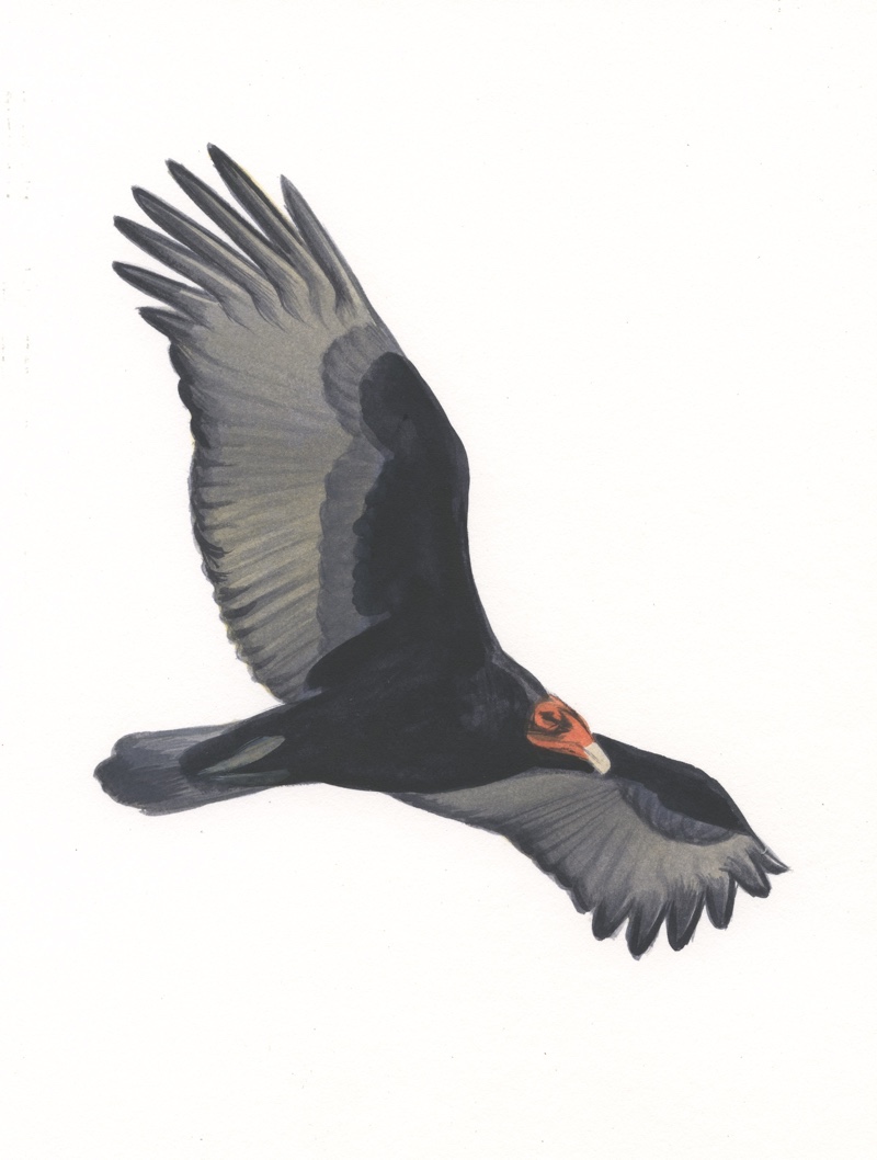 Turkey Vulture original art Sibley Guides