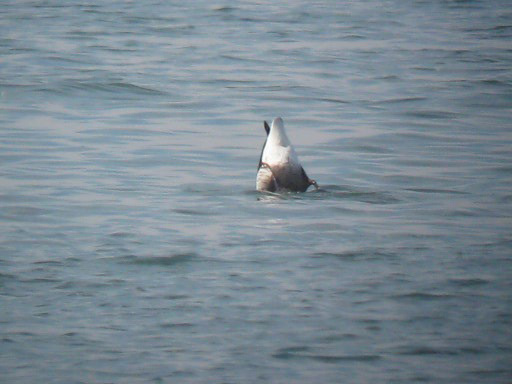 VideoStill_Branta_bernicla_Nahant_BlackStill-1_web