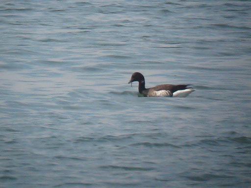 VideoStill_Branta_bernicla_Nahant_BlackStill-2_web