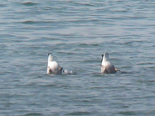 VideoStill_Branta_bernicla_Nahant_Darkstill1_web