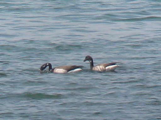 VideoStill_Branta_bernicla_Nahant_Darkstill3_web