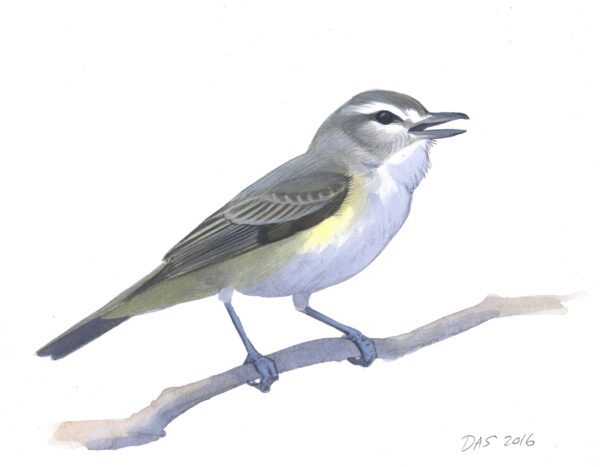 Warbling Vireo original art