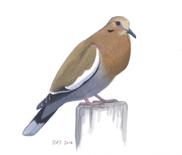 White-winged Dove original art