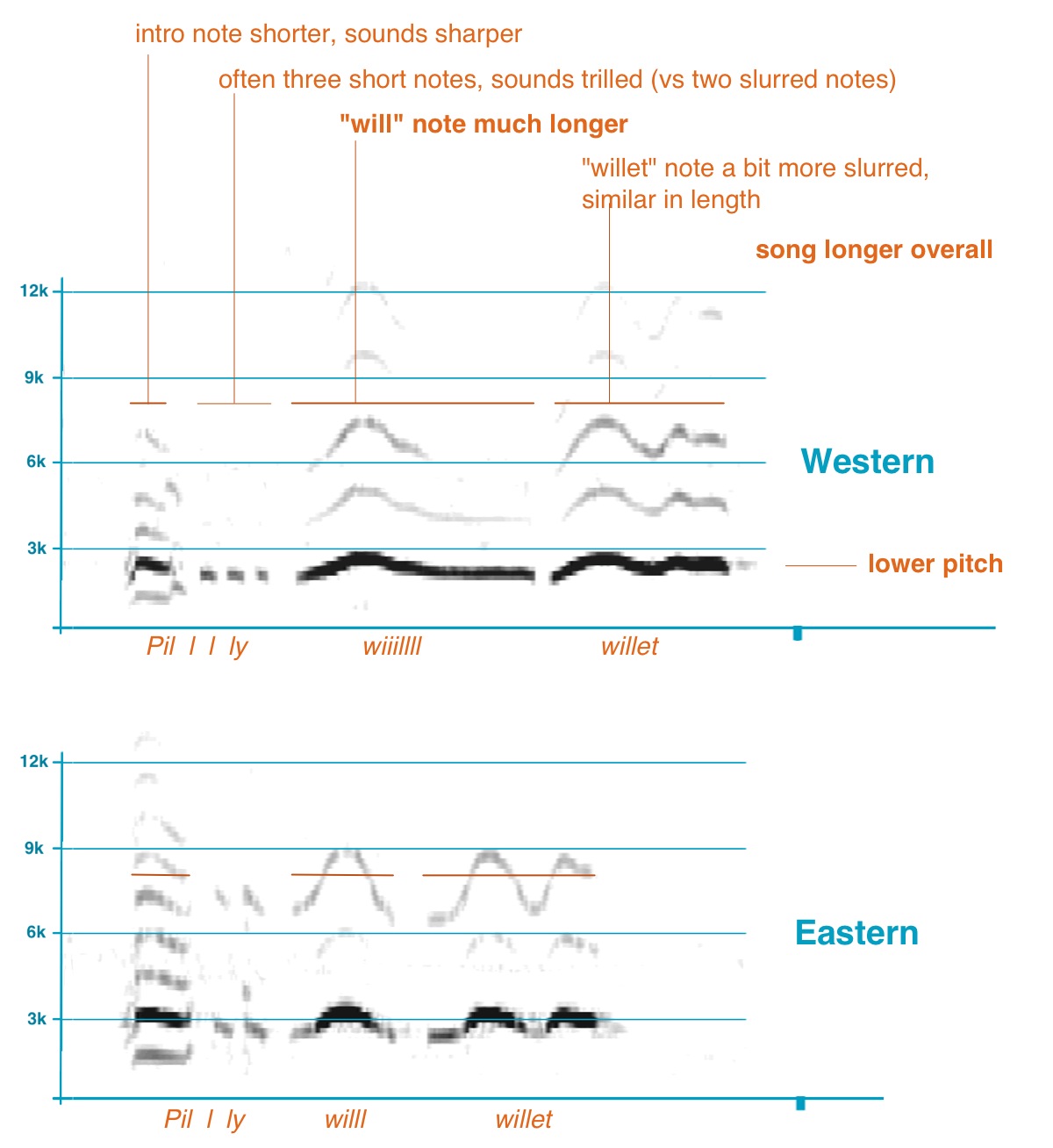 Willet_SongCompDetail