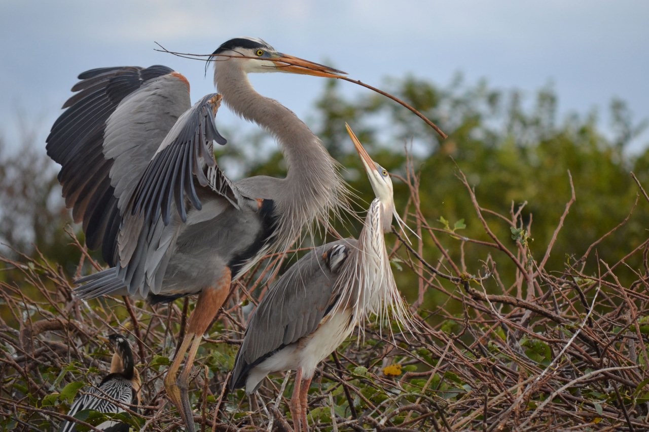 Wurdemann and Great Blue pair DSC_0106