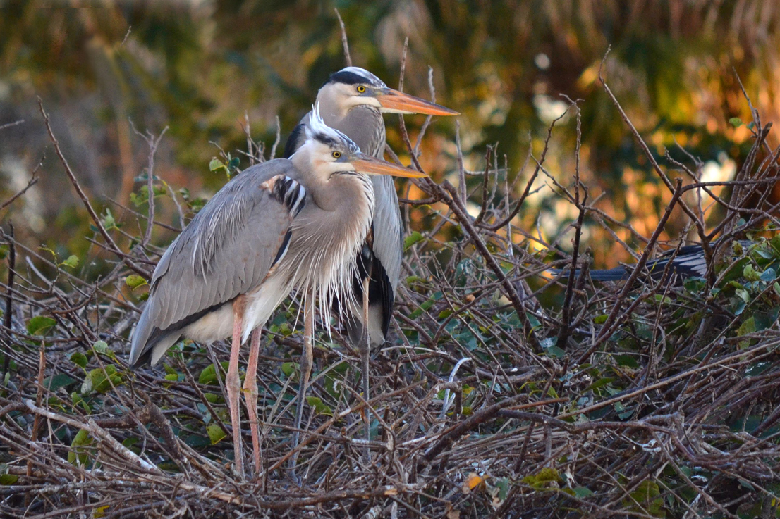WurdemannÕs-like-heron-and-great -blue-heron-pair-DSC_0473WEB