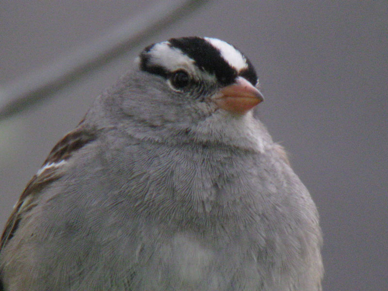 Zonotrichia_leucophrys_PineButte_MT_06022009IMG_2246_crop_web