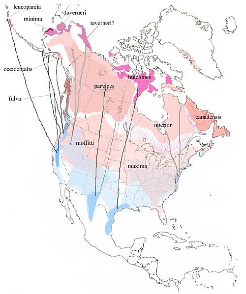 Canadian goose migration path on sale
