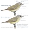 Identification of Eastern and Western Warbling Vireos