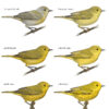 Identifying Mangrove and Northern Yellow Warblers in Florida and the Caribbean