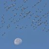 Quiz on estimating numbers - flocks in flight