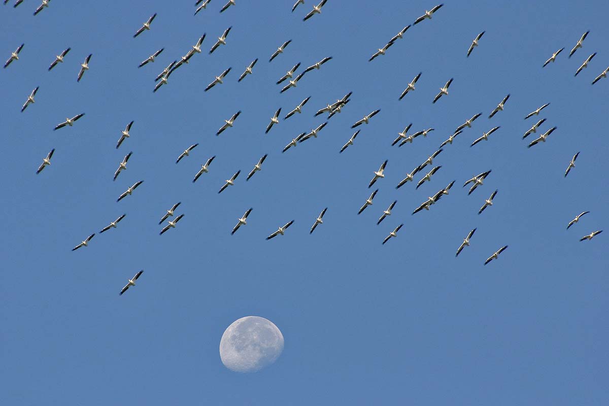 estim34apelicanmoon