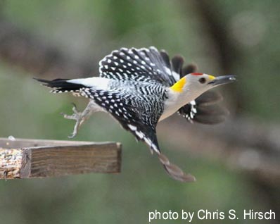 goldenfrontedwoodpecker_ChrisHirsch