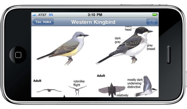 The Sibley eGuide to Birds App – Sibley Guides