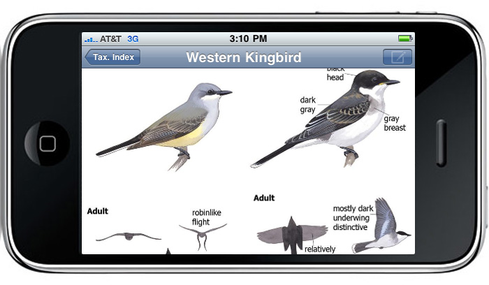 The Sibley eGuide to Birds App - Sibley Guides