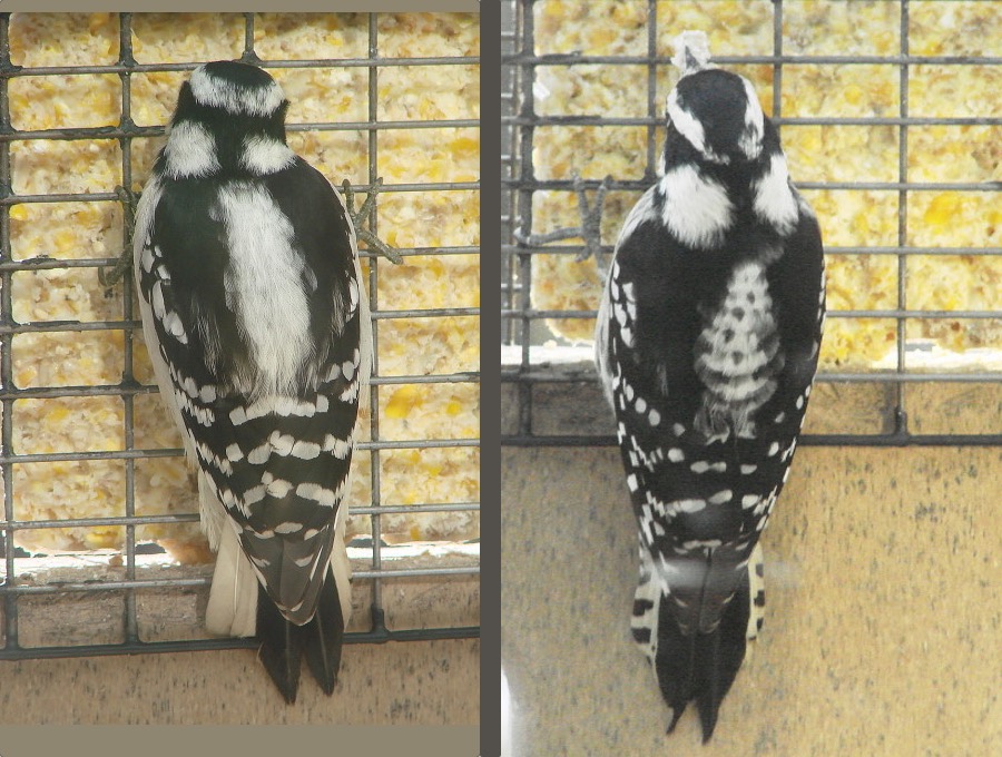 An apparently melanistic Downy Woodpecker (right), with a typical female (left). Photos December 2016, Wildwood, MO, (c) David Pierce, used by permission.