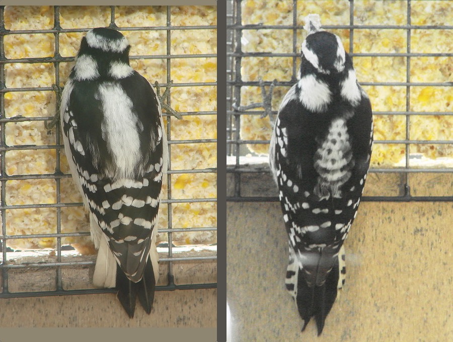 female and male downy woodpecker