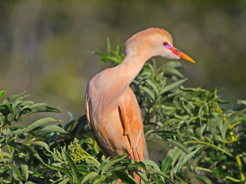 peach-cattle-egret