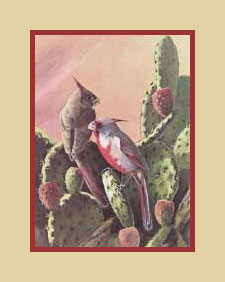 pyrrhuloxia_print Pyrrhuloxia print available from Bird Watcher's Digest