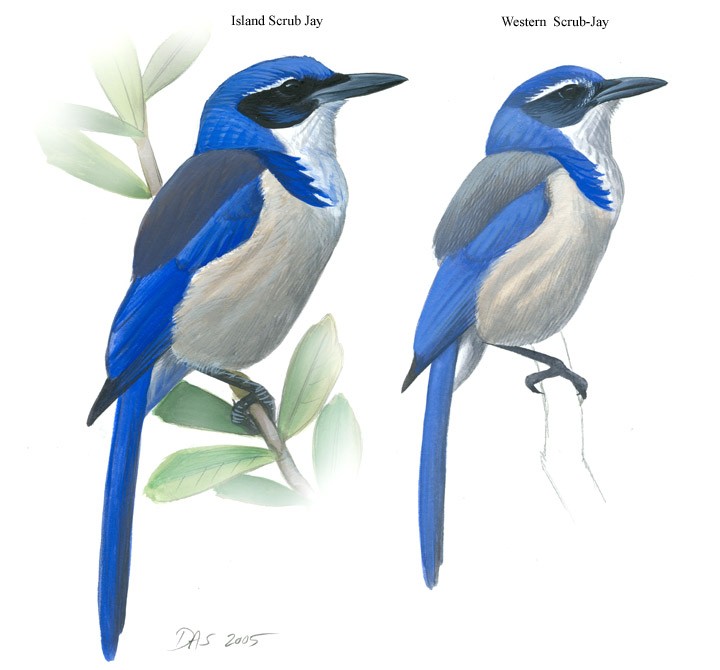 Male and female blue jay pictures.